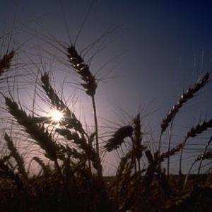 Meet your Posher, Jessie